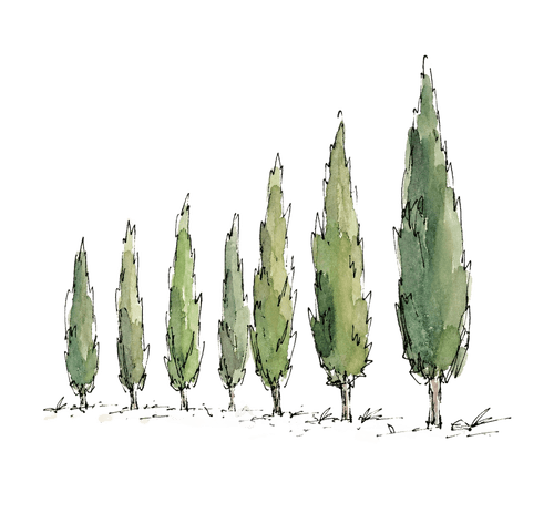 Illustrated cypress trees